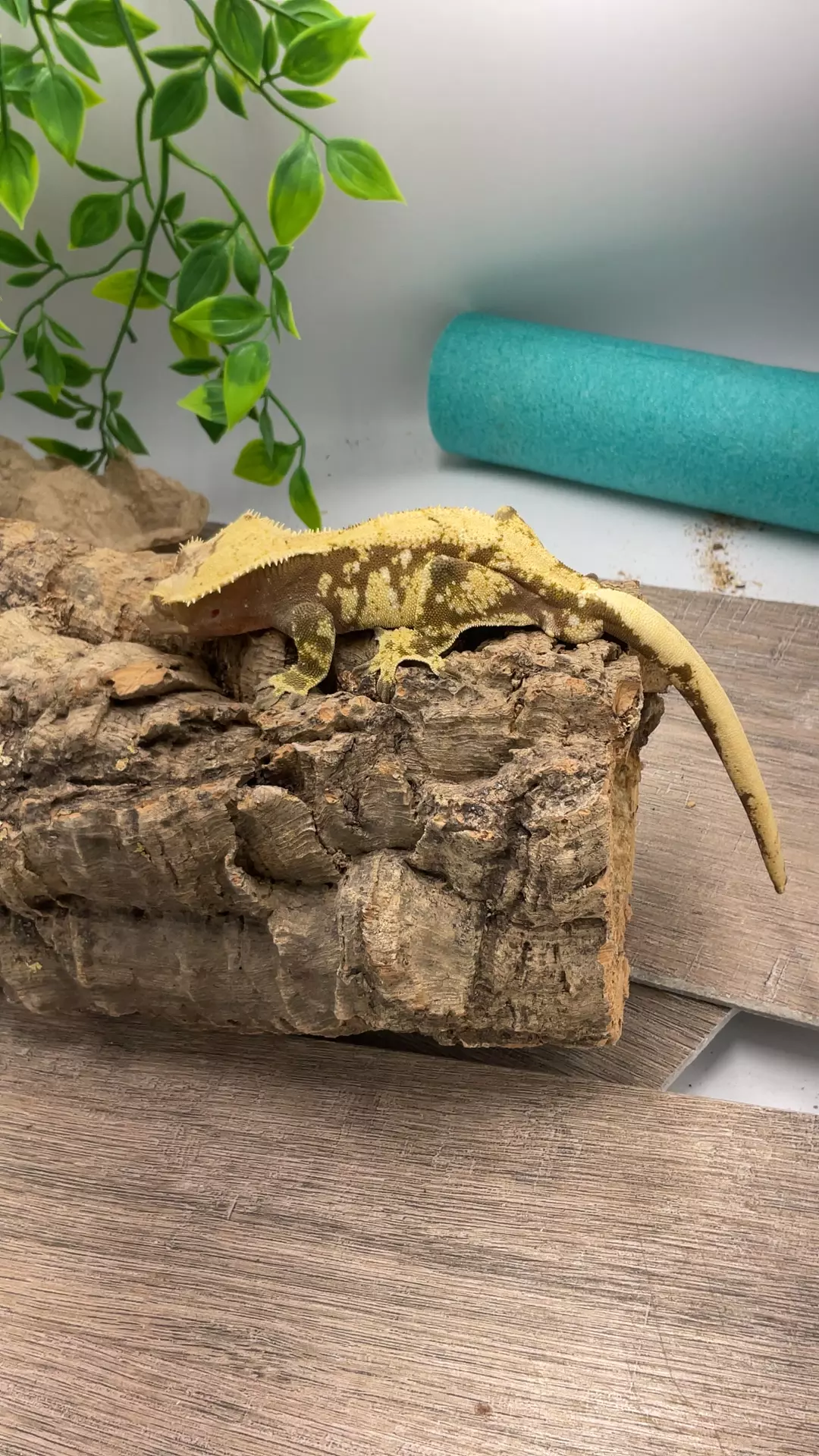 a16. ARTB 30g Tara Leigh's Production. Panda X Ouija Male thumbnail