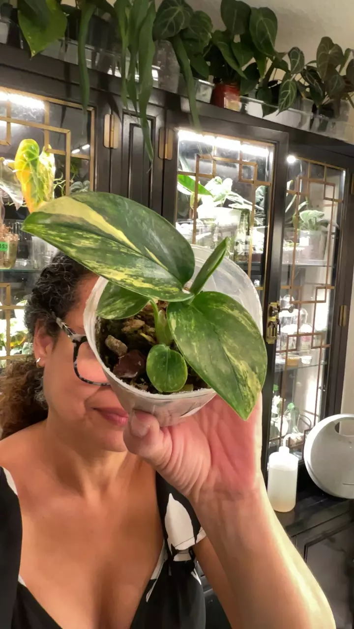 0434 MONSTERA STAND thumbnail