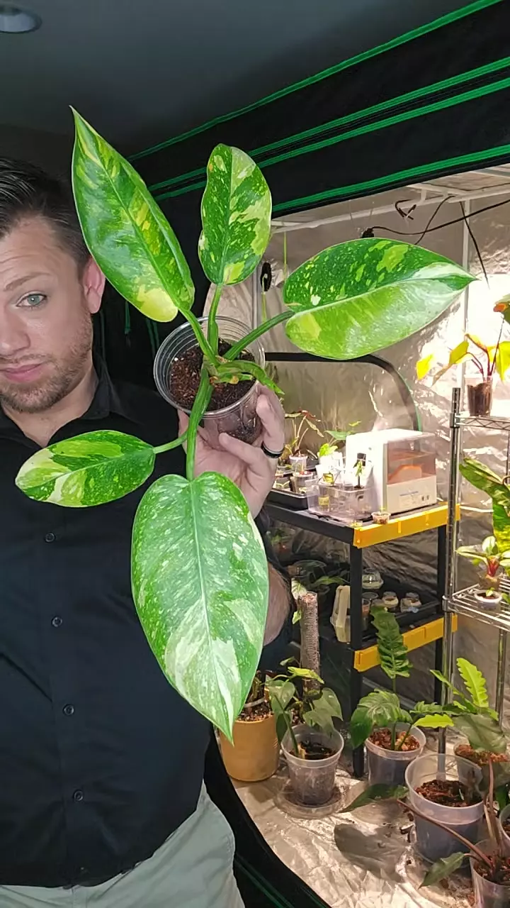 green Congo thumbnail