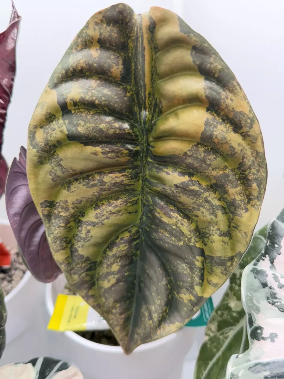Alocasia Cuprea Gold Corm thumbnail