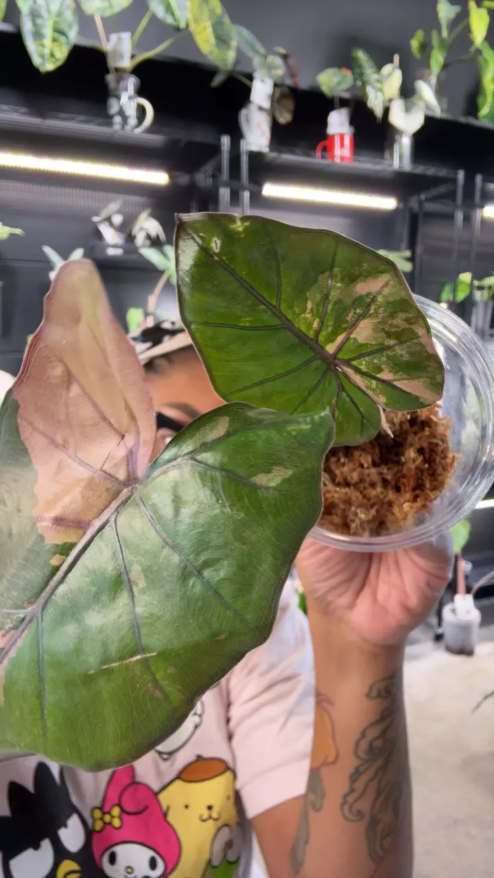 Yucatán Princess Pink thumbnail