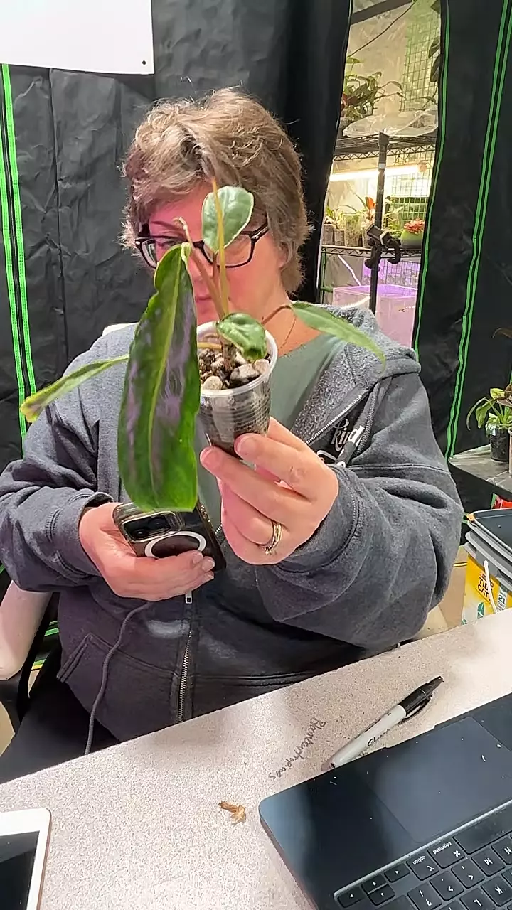 Joepii x PV thumbnail