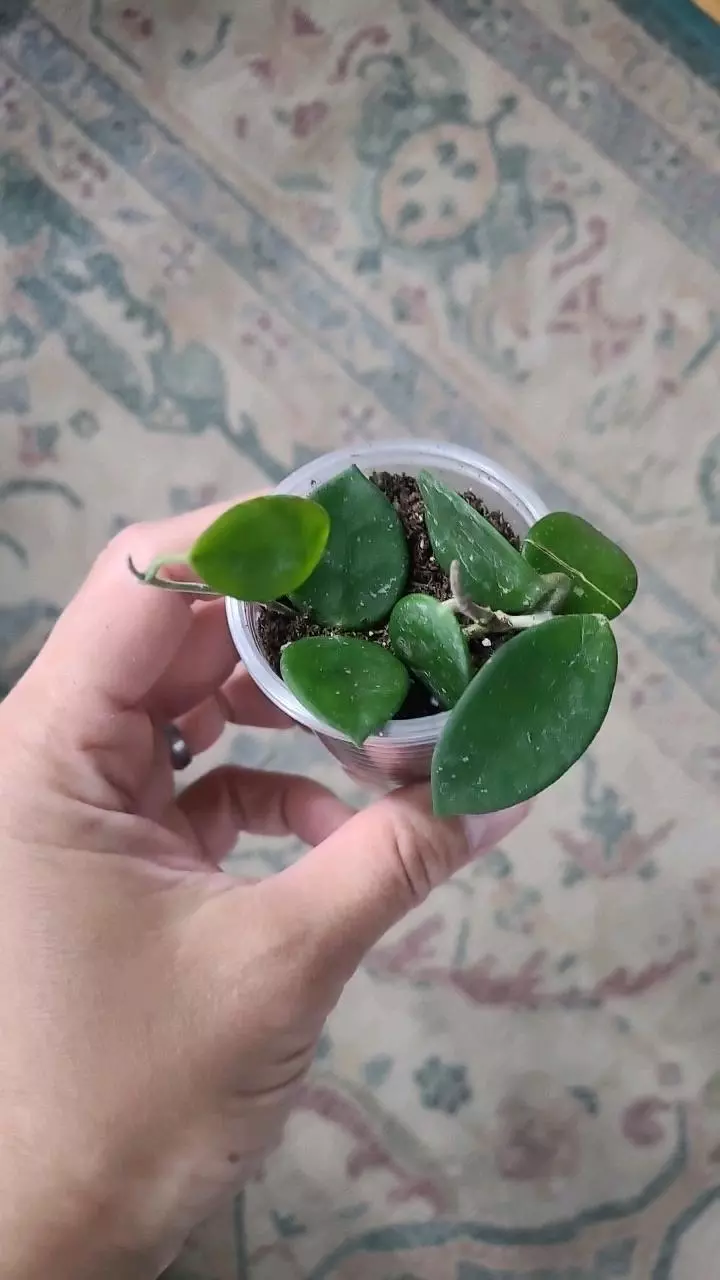 Hoya Mathilde 2" #1 thumbnail