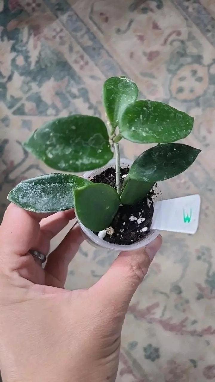 Hoya Chouke 2" #3 thumbnail