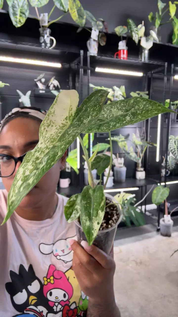 longiloba Thai con thumbnail