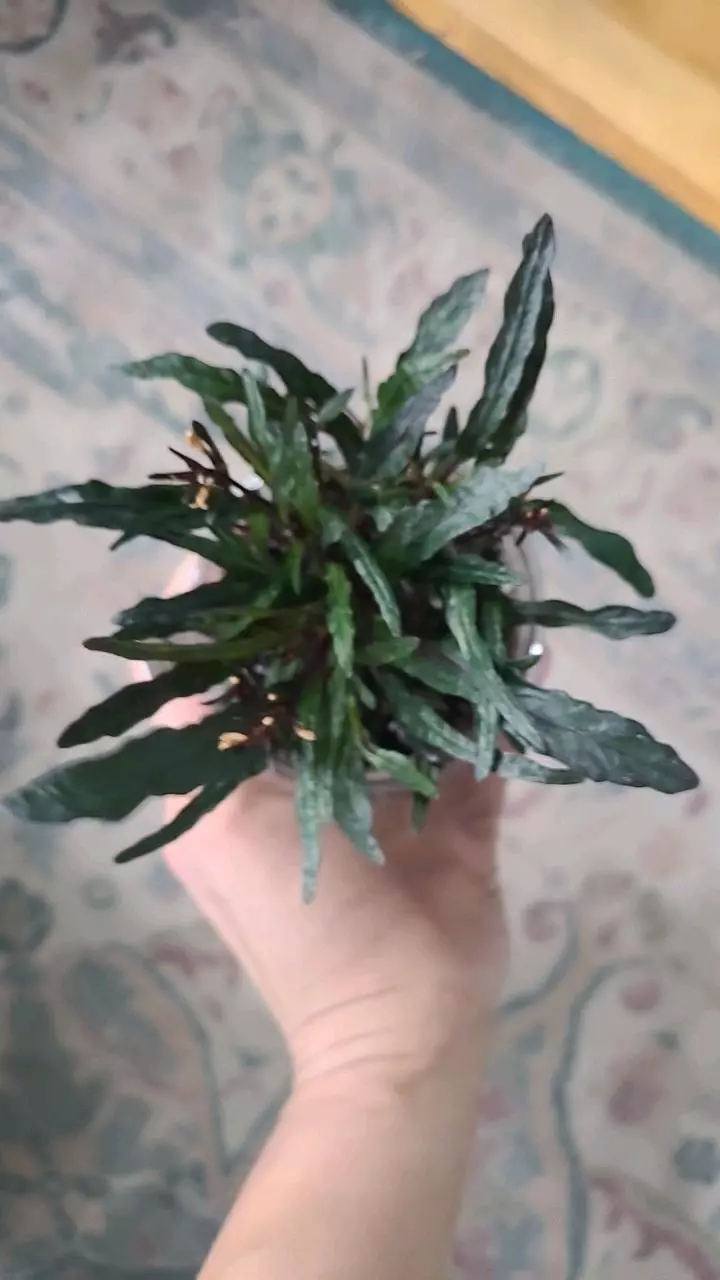 Hemigraphis Repanda Dragon's Tongue 3.25" #2 thumbnail