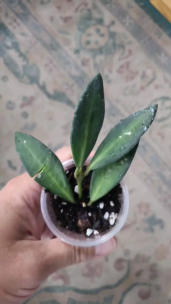 Hoya Burtoniae Variegated 2" #1 thumbnail