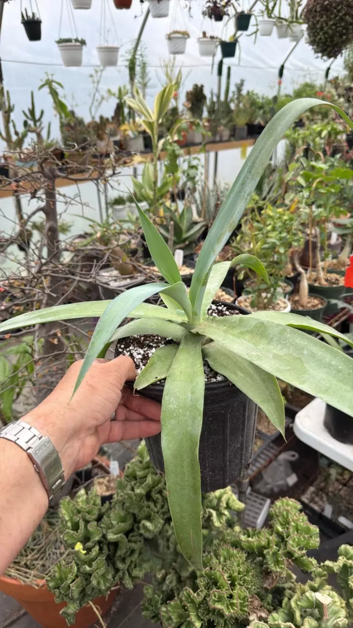 Octopus Agave (A vilmoriniana) - A thumbnail