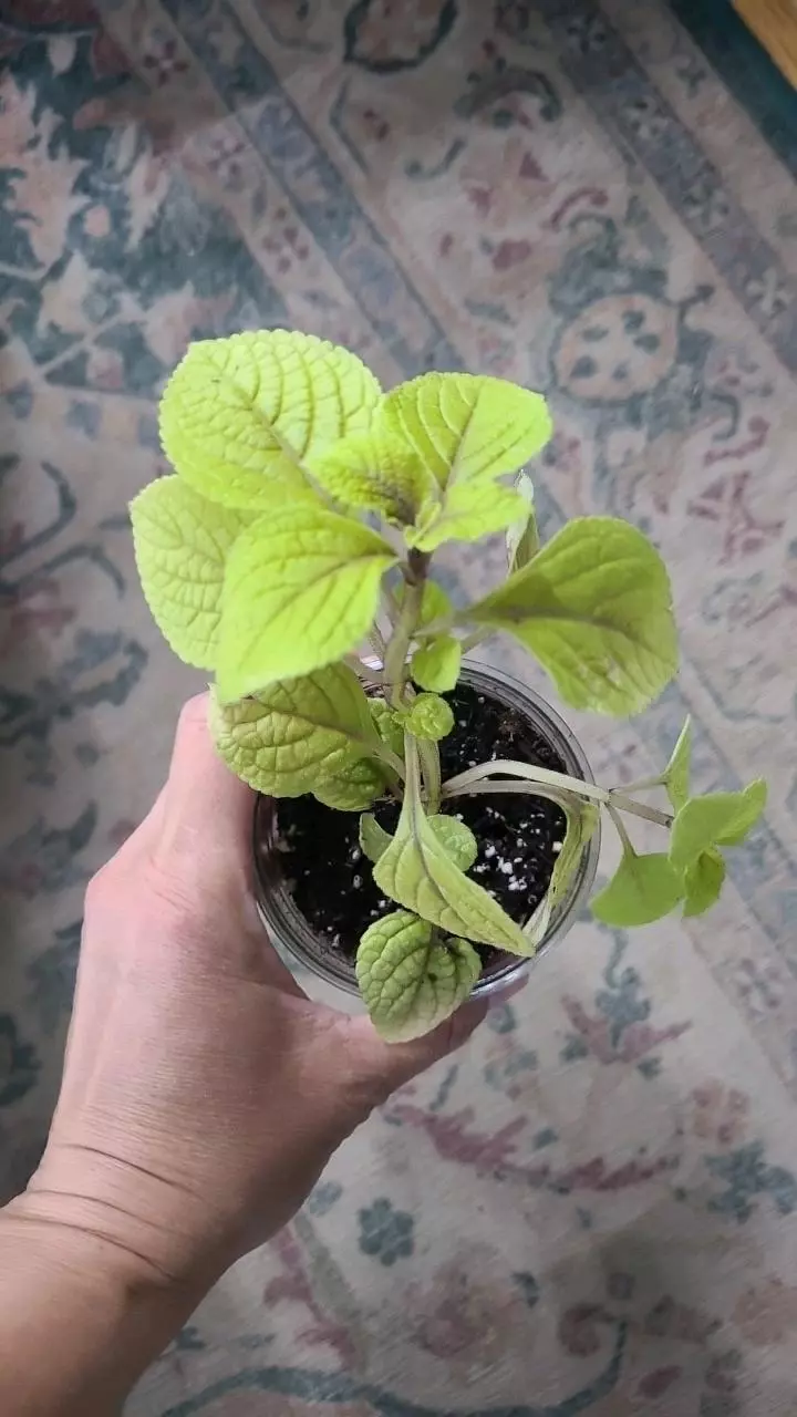 Golden Swedish Ivy 3.25" *Aromatic* thumbnail