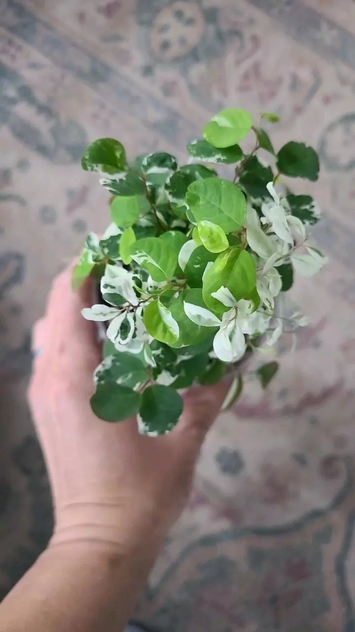 Breynia Nivosa Dwarf Snowbush 3.25" #2 thumbnail