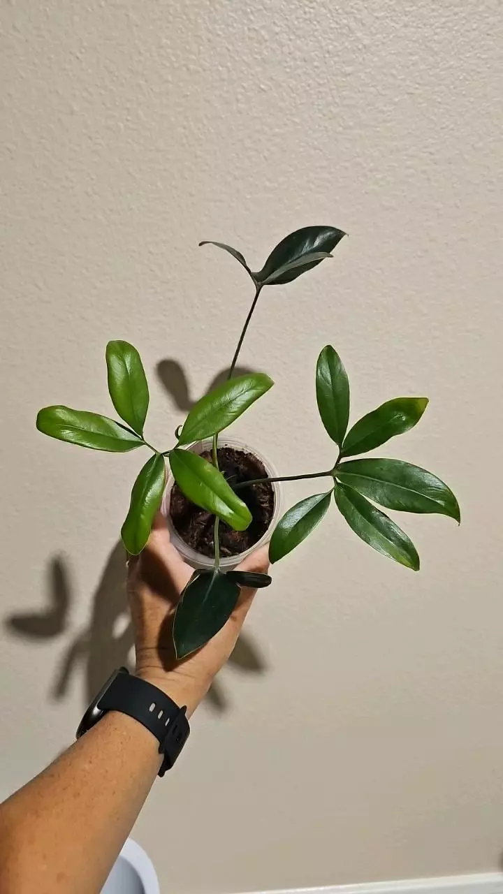 philodendron Goeldii thumbnail