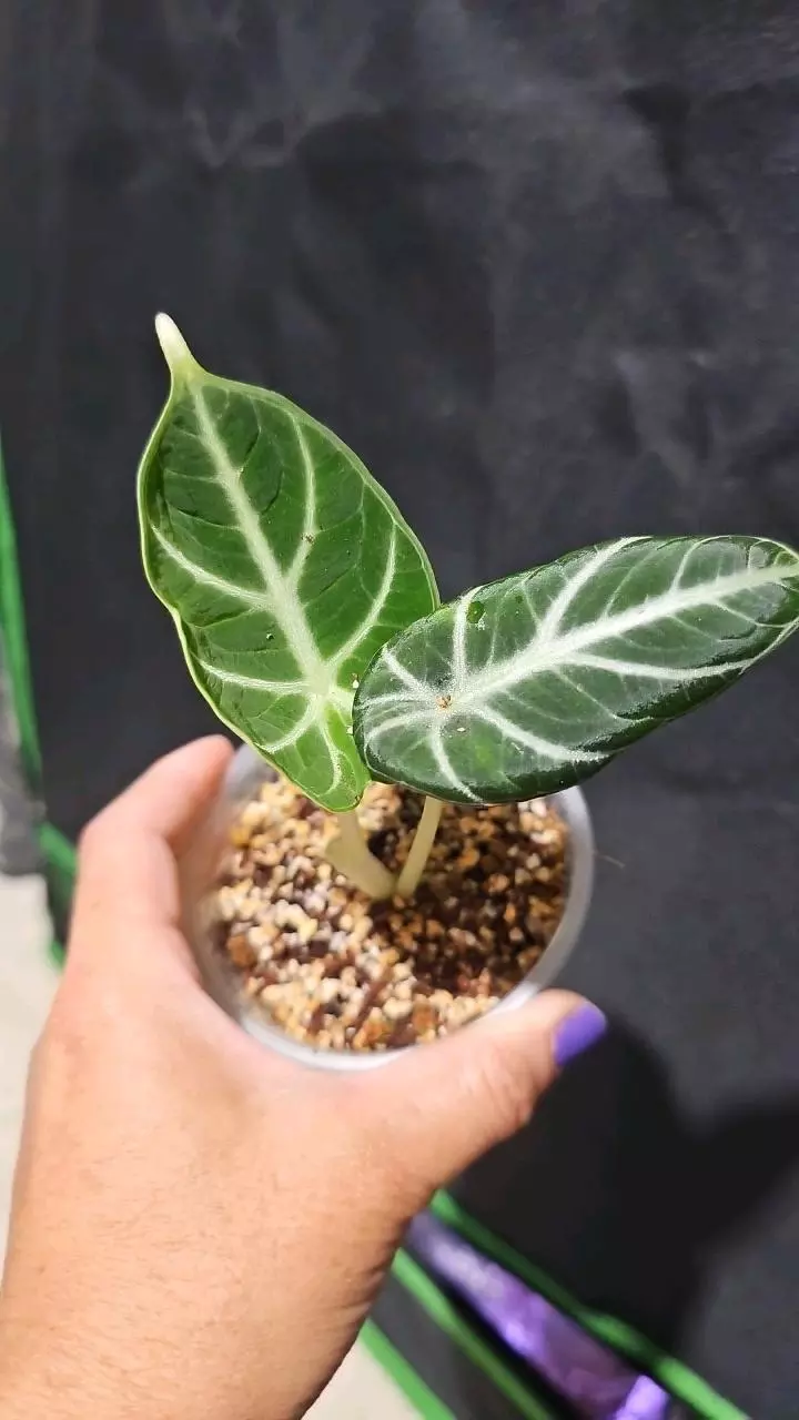 Black velvet alocasia thumbnail