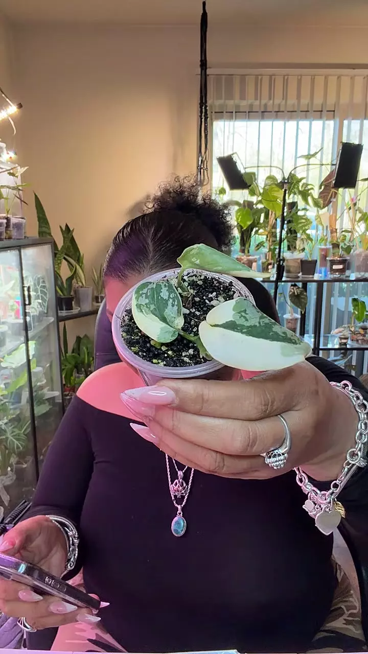 Rooted Scindapsus Mayari thumbnail