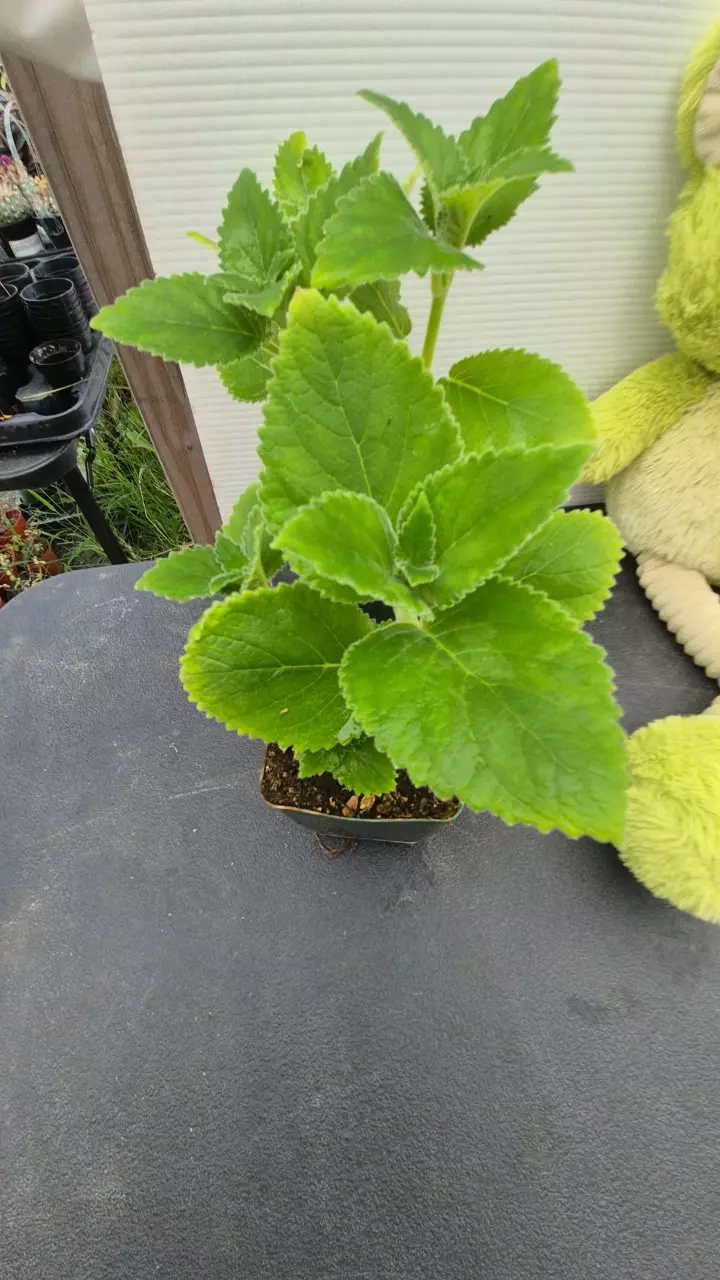 Sinningia magnifica thumbnail