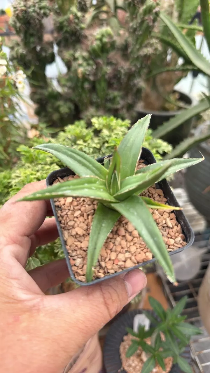 Agave Victoria-Reginae - A thumbnail