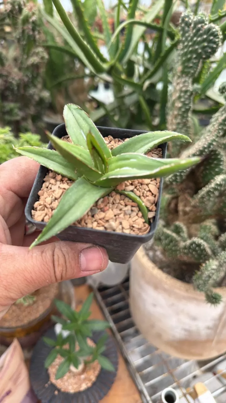 Agave Victoria-Reginae - B thumbnail