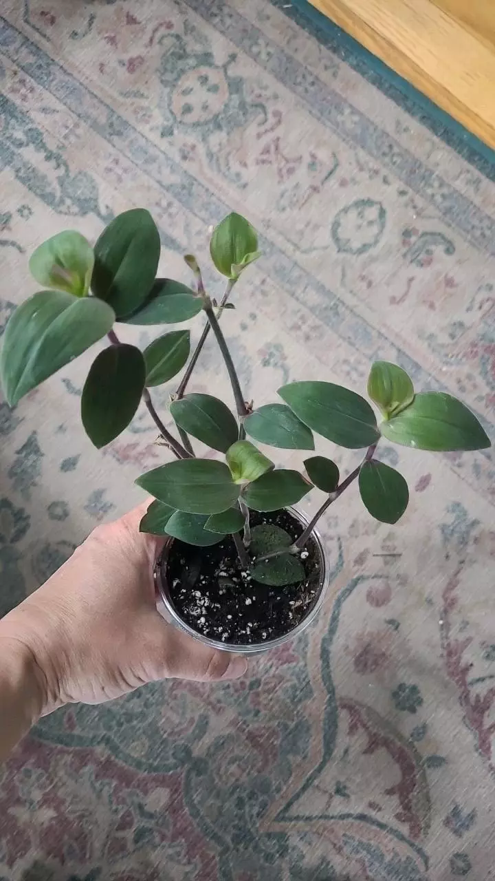 Tradescantia Baby Bunny Bellies 3.25" thumbnail