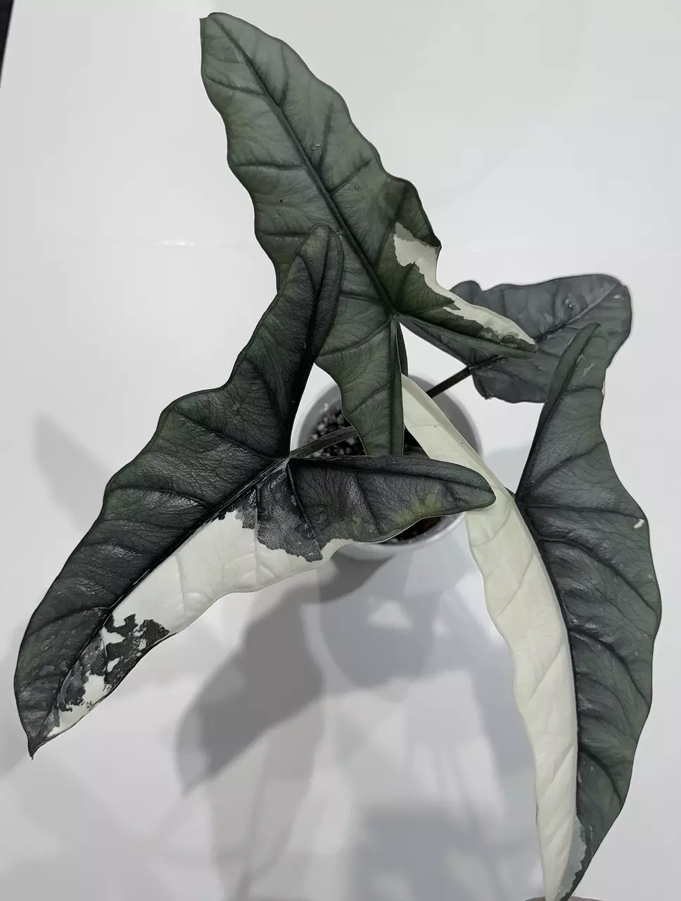 Alocasia Metallic Blue Corm thumbnail