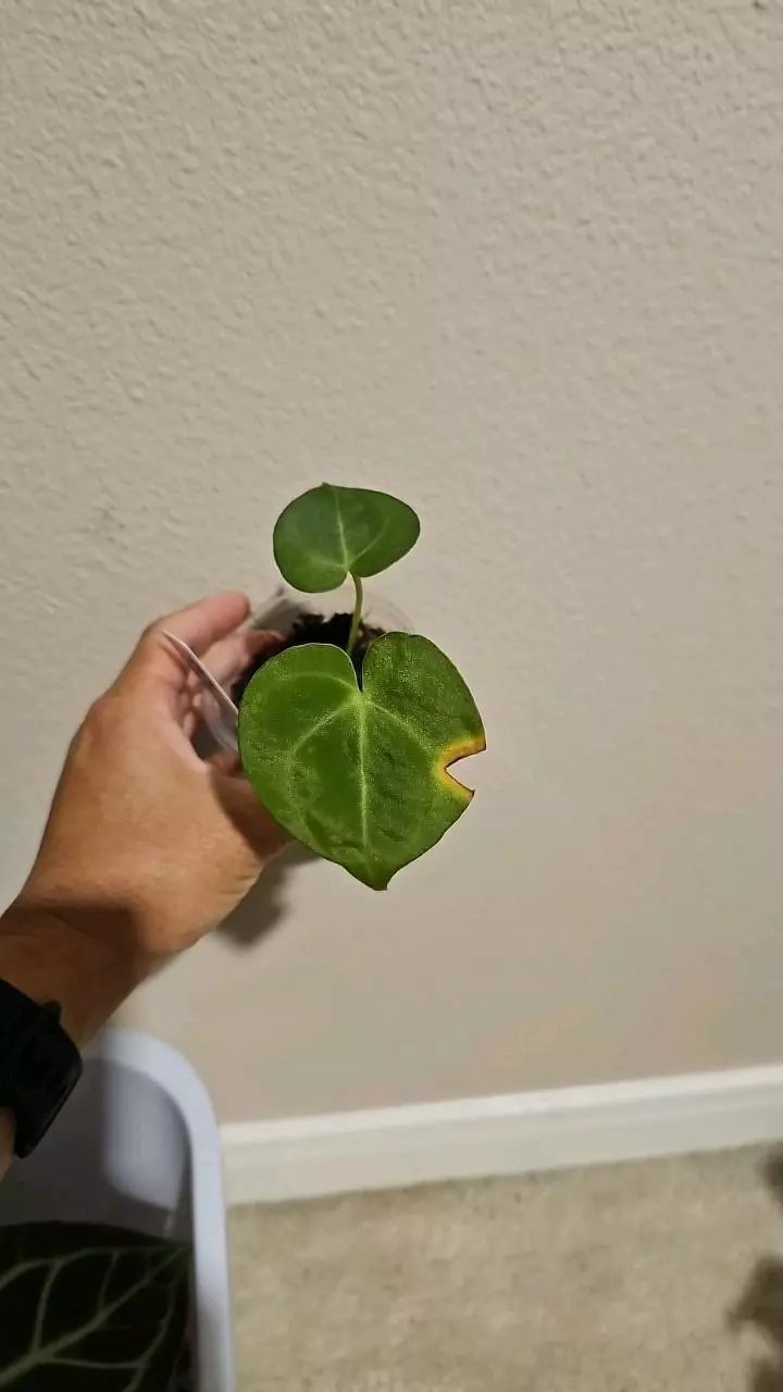 Anthurium clarivervium seedling thumbnail