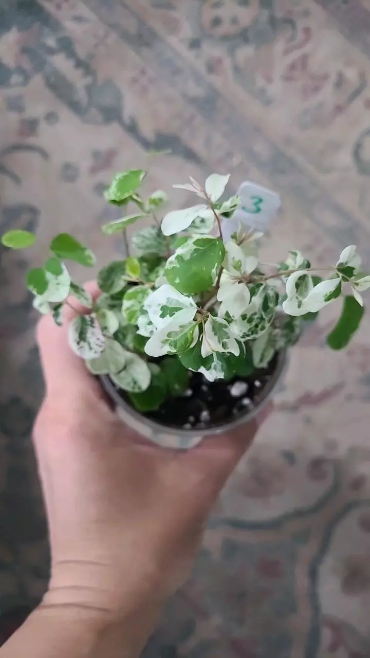 Breynia Nivosa Dwarf Snowbush 3.25" #3 thumbnail