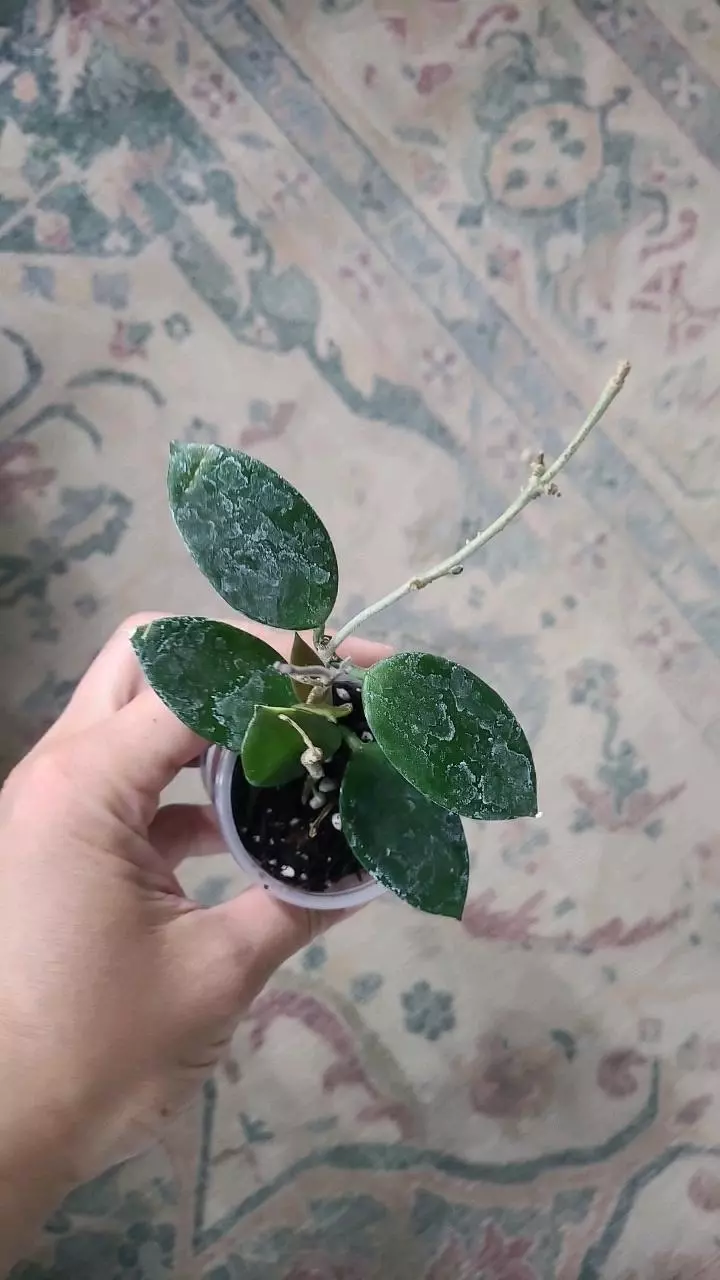 Hoya Chouke 2" thumbnail