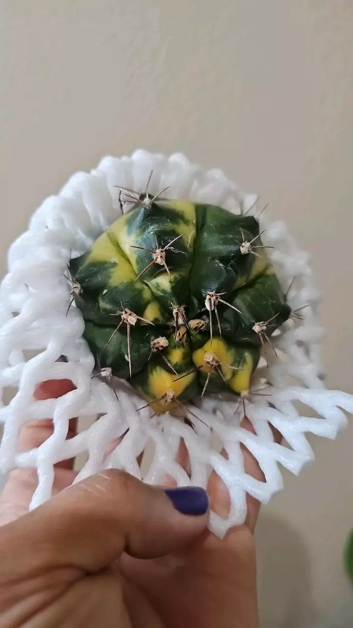 moon cactus yellow thumbnail