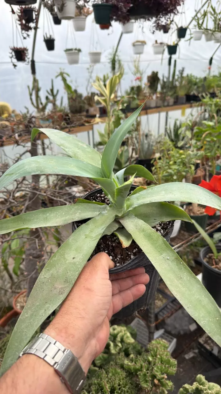 Octopus Agave (A vilmoriniana) - B thumbnail