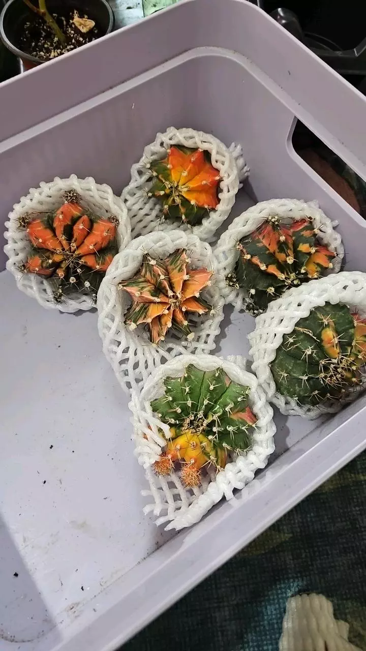 moon cactus pink thumbnail