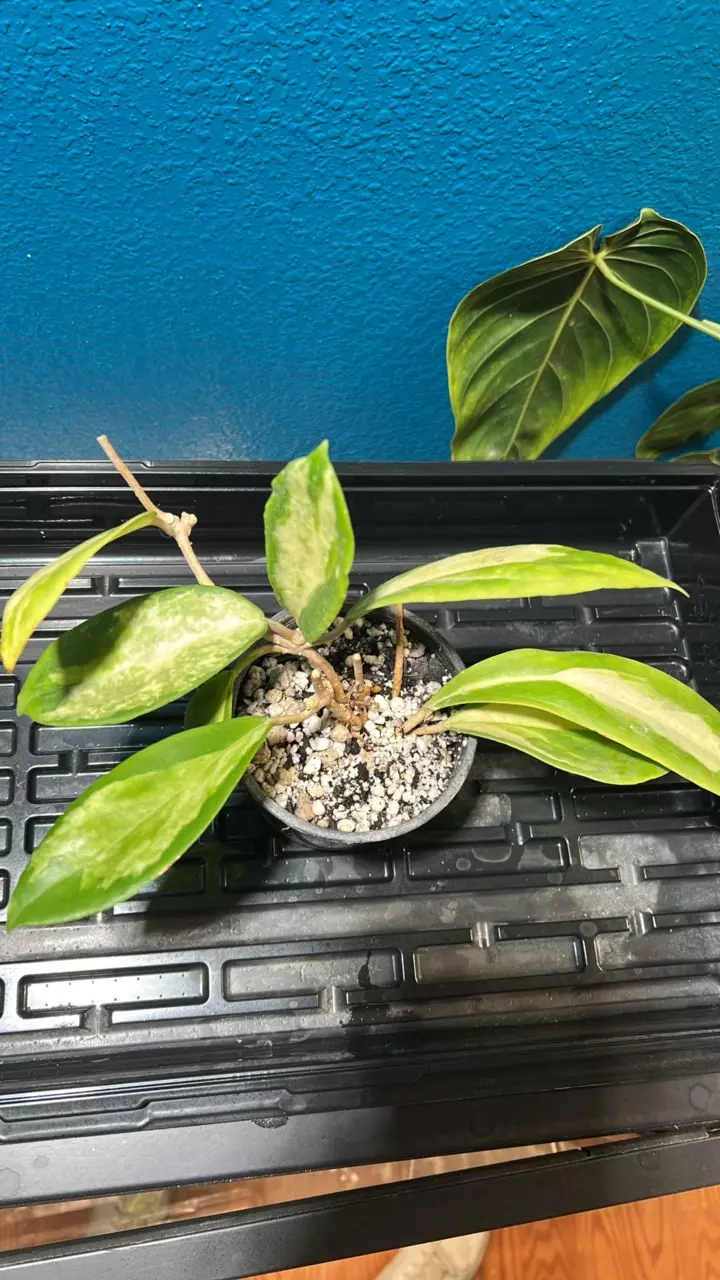 Hoya Incrassata Moon Shadow 0437 thumbnail