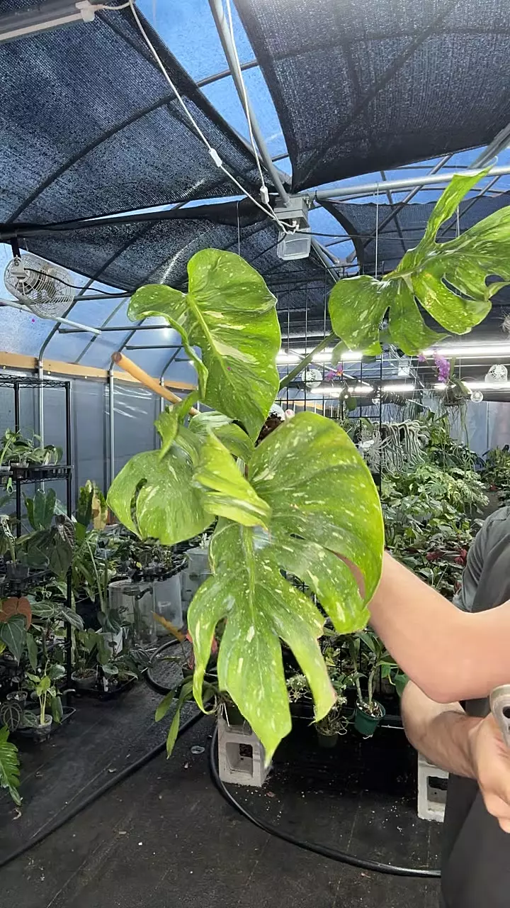 Monstera Deliciosa Medusa thumbnail