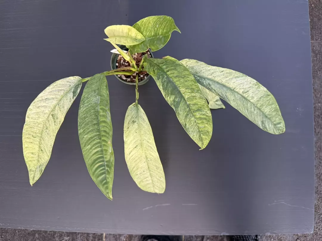 0193 Rhaph. Gorllian Var. thumbnail