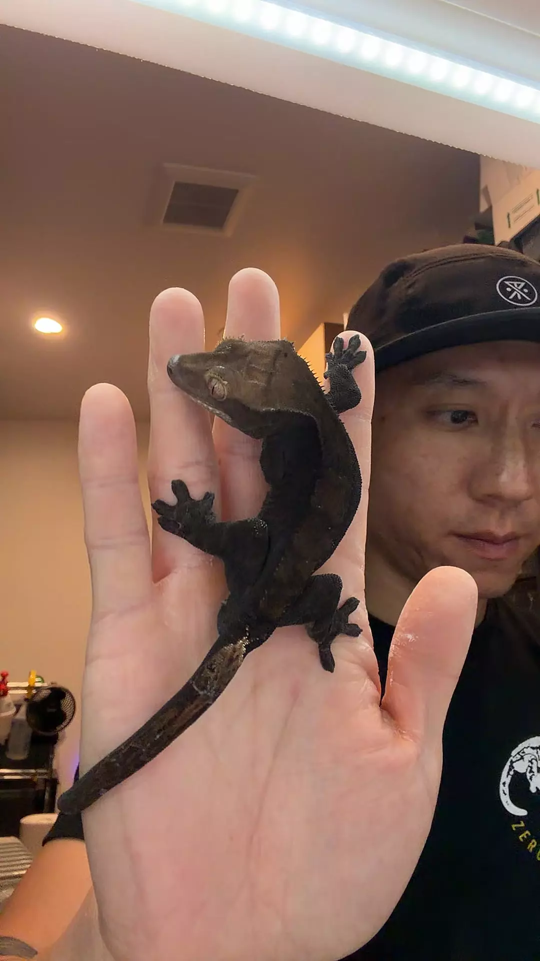 27g male dark Capp ruby lines. 1 spot? tail base bend. thumbnail