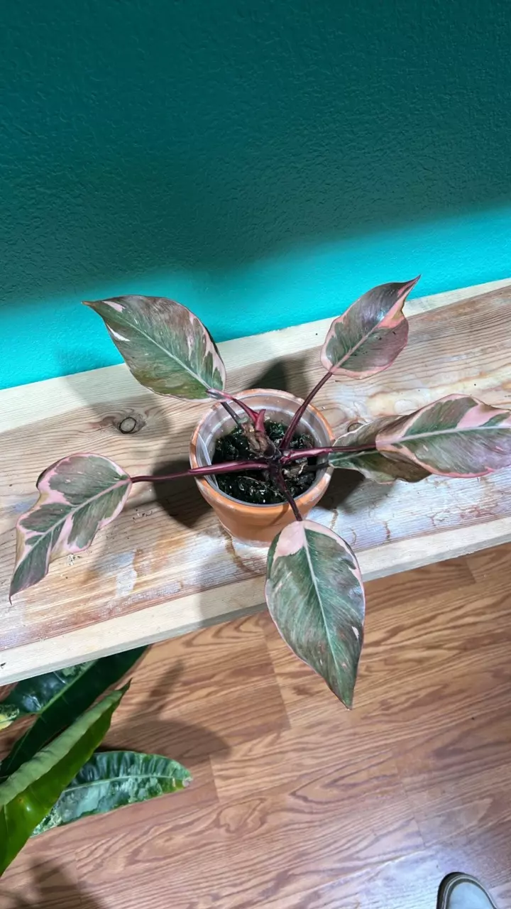 Pink Princess Mutation thumbnail