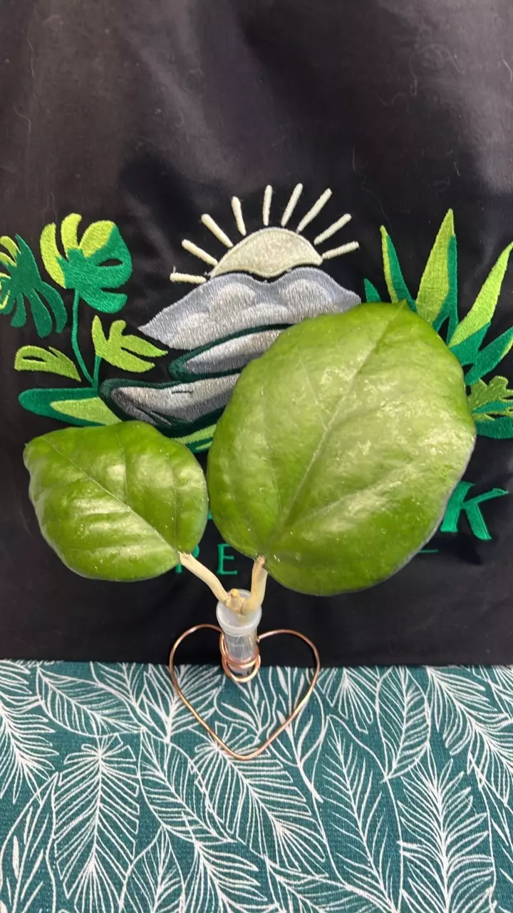 0365 Seeds 002 thumbnail