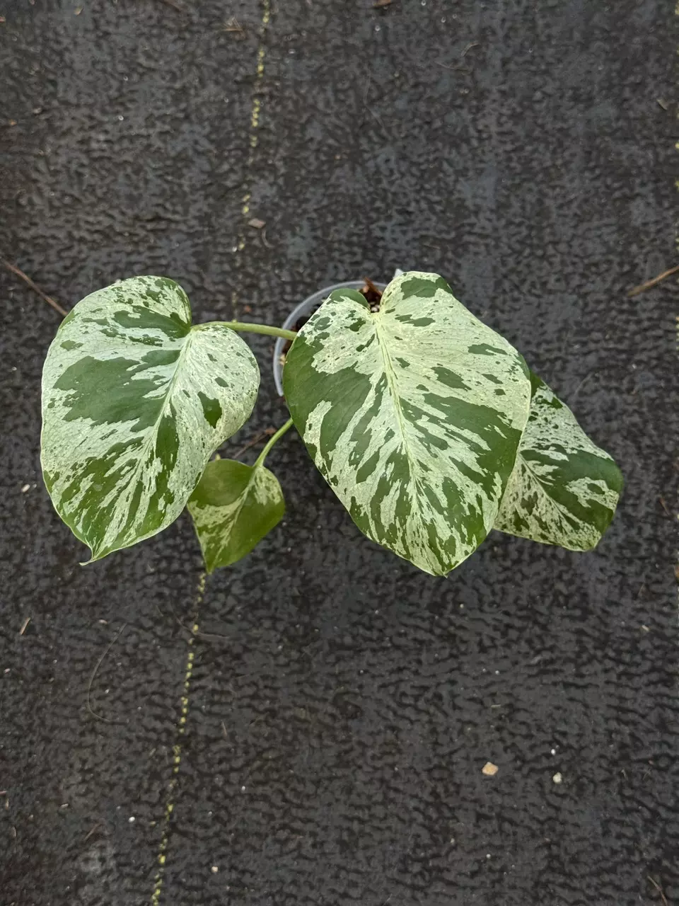 0208 Monstera Deliciosa Bulbasaur thumbnail