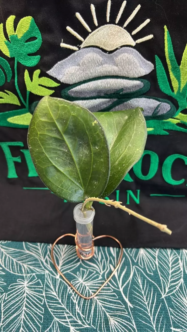 0363 Maliksi UPT001 thumbnail