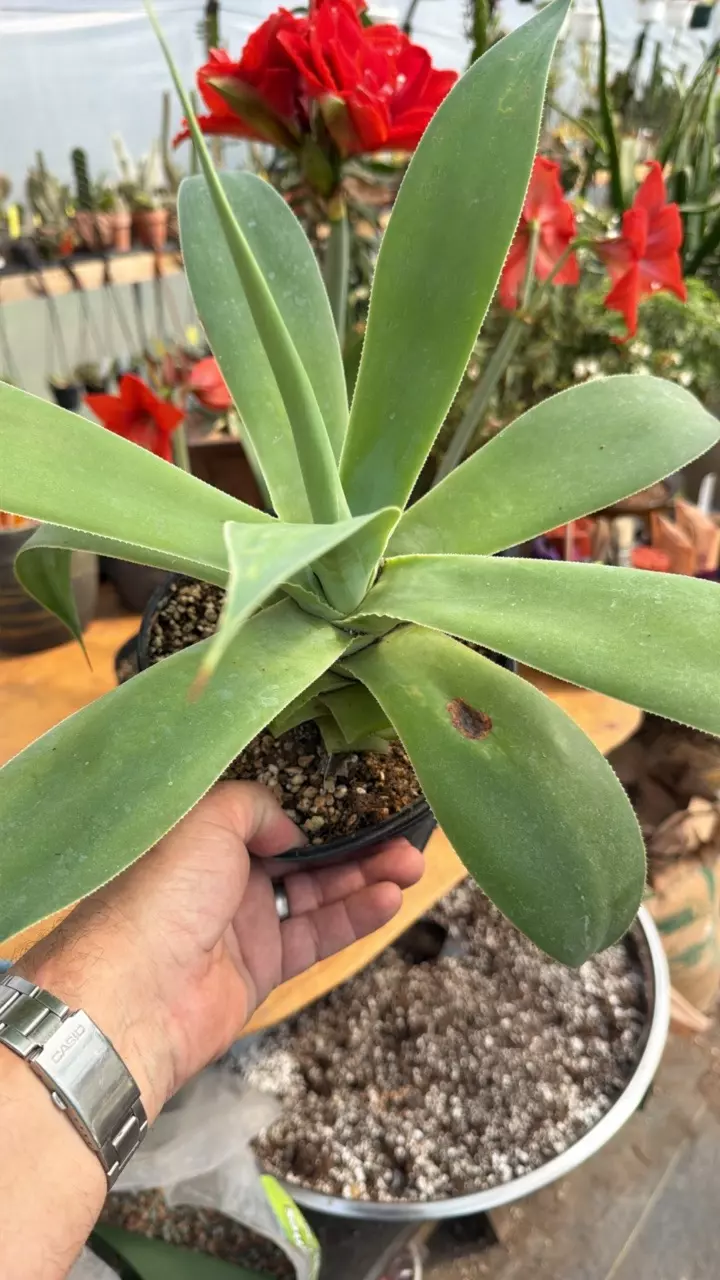 ‘Blue Flame’ Agave hybrid - B thumbnail