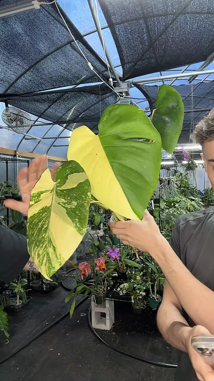 Monstera Deliciosa PomPom (lightly rooted) thumbnail