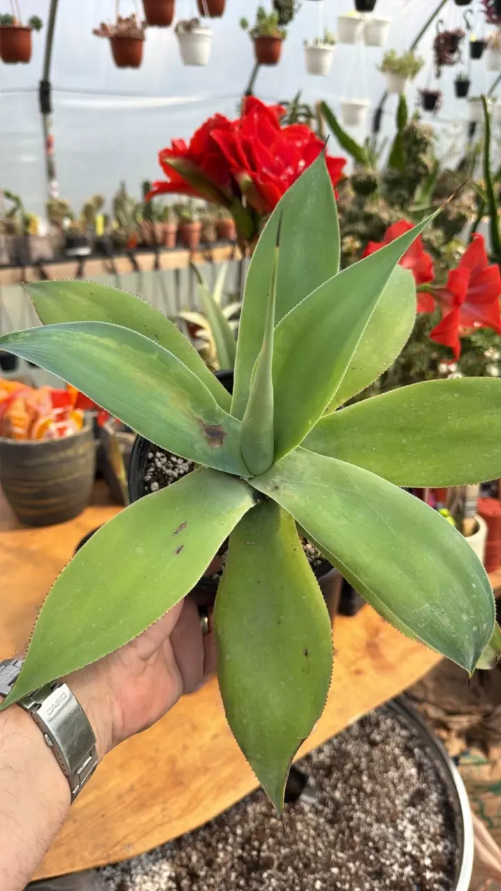 ‘Blue Flame’ Agave hybrid - A thumbnail