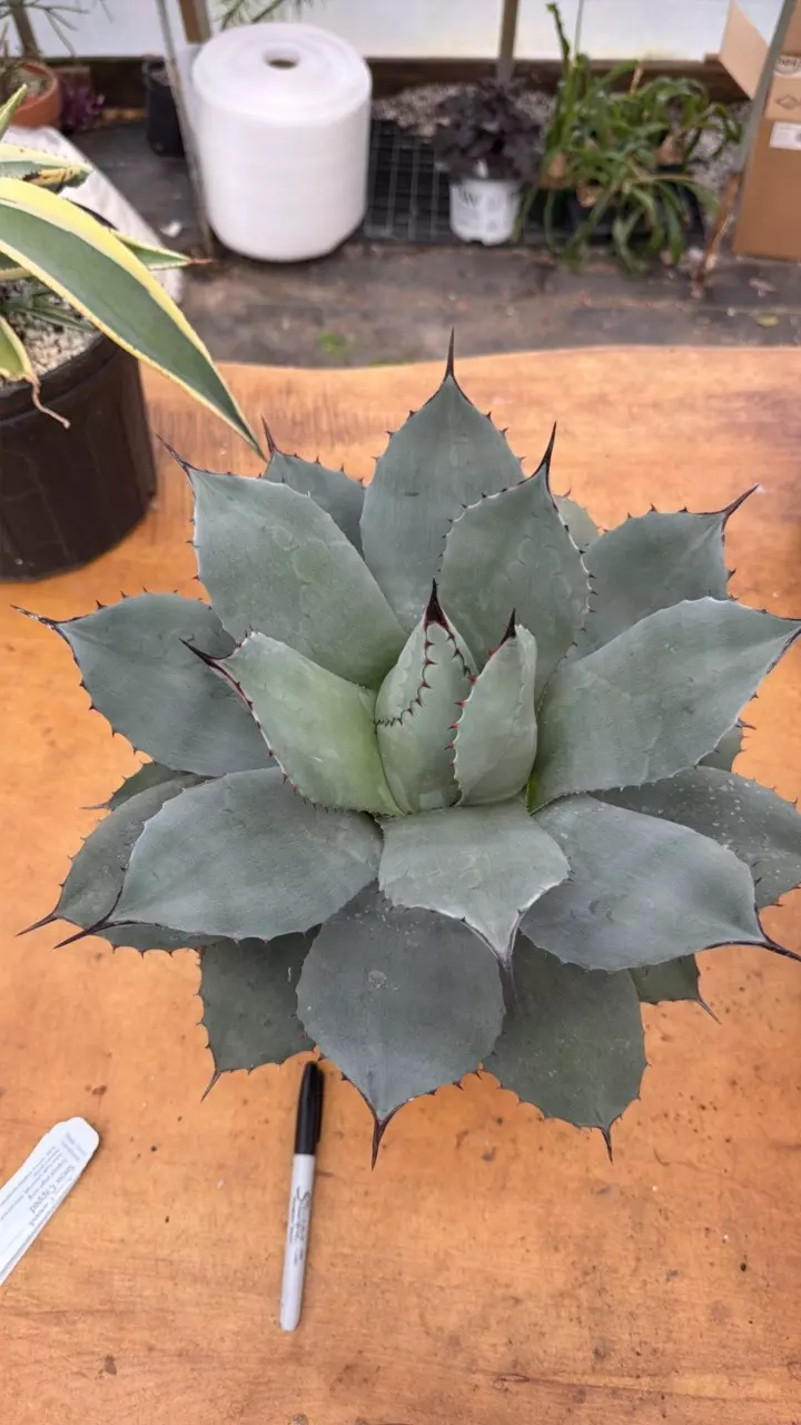 Agave parryi specimen 3-gallon size thumbnail