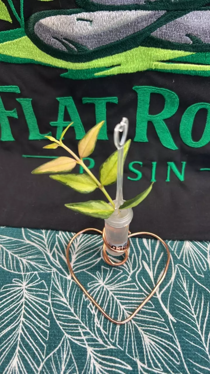 0385 Bella Luis Bois mutation thumbnail