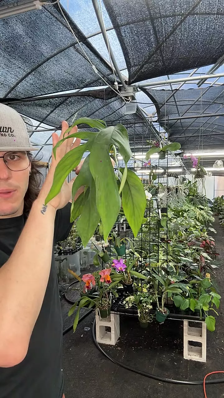 0215 monstera Croatii thumbnail