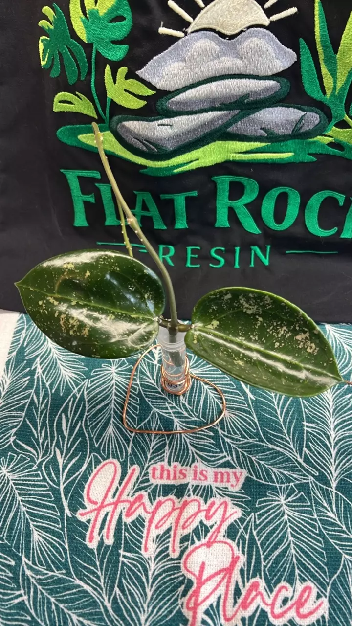 0356 MB1379 (Nicholsoniae X Aldrichii) thumbnail