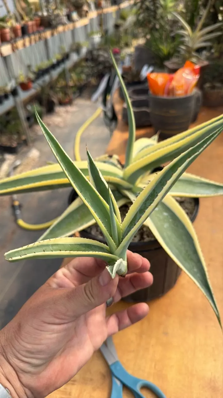 Agave Crème Brûlée unrooted pup thumbnail