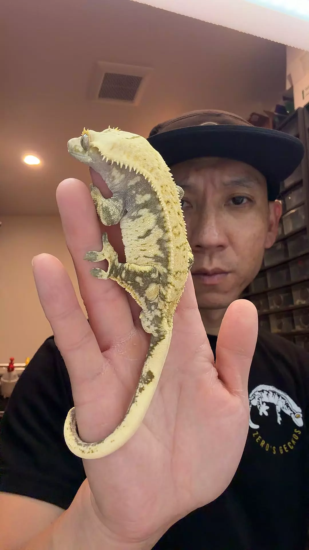 42g male rtb Hyperion x iris thumbnail