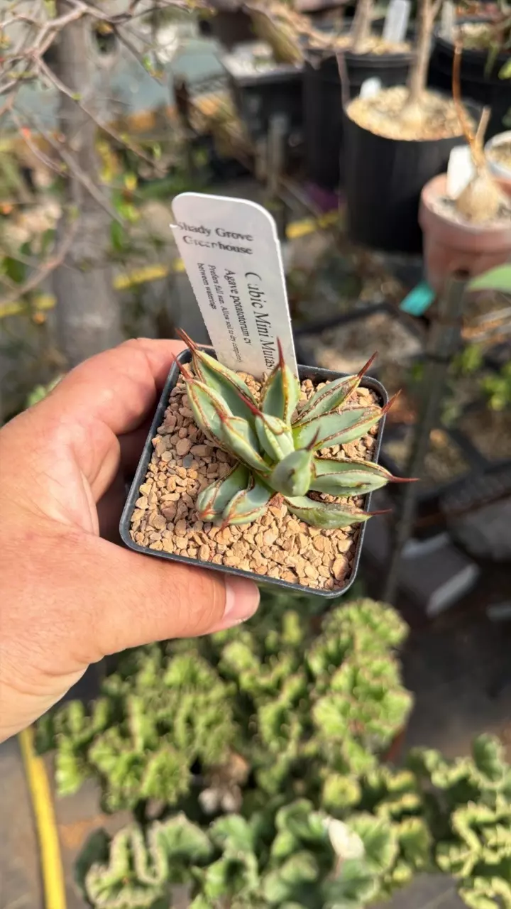 Agave ‘Cubic Mini Mutasi’ thumbnail