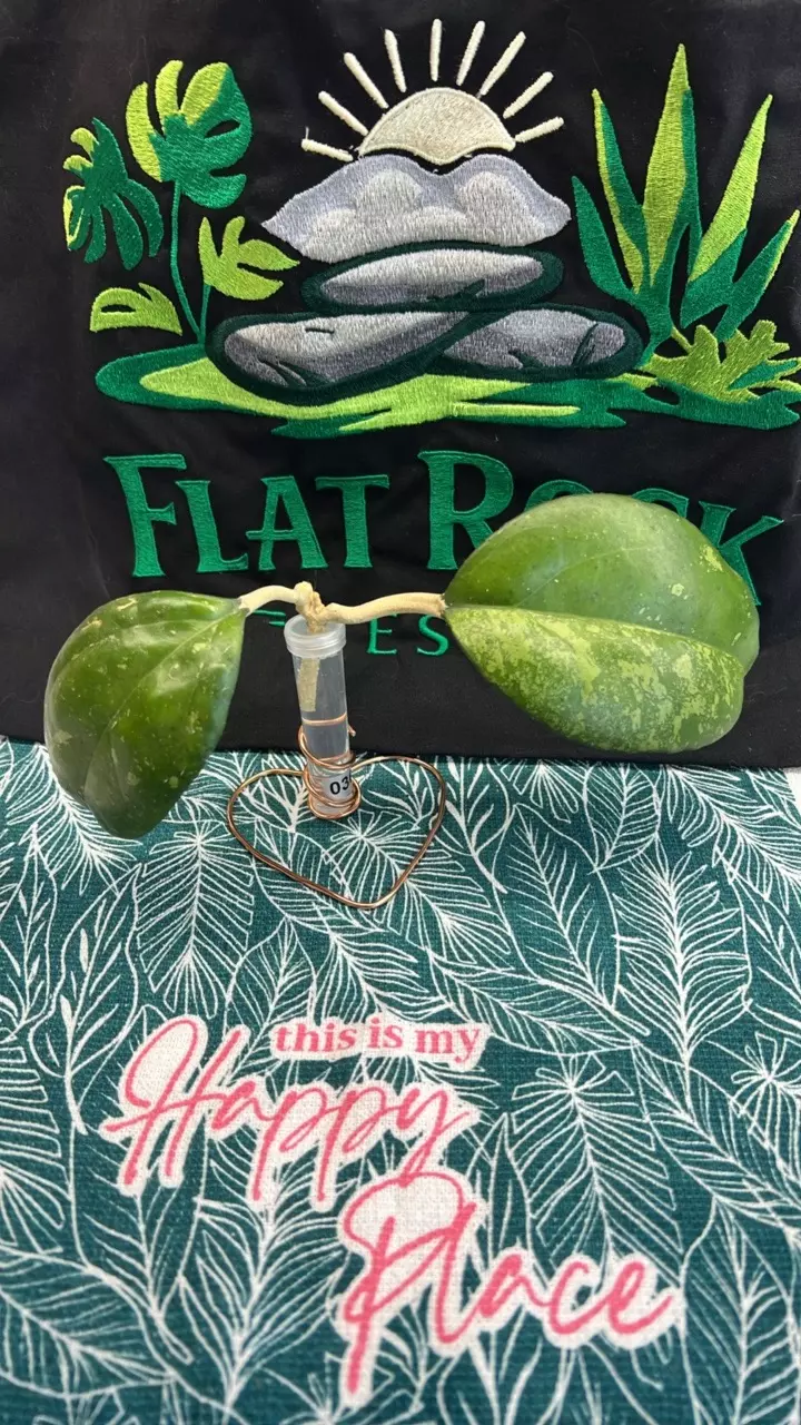 0360 Cv Joy Splash thumbnail