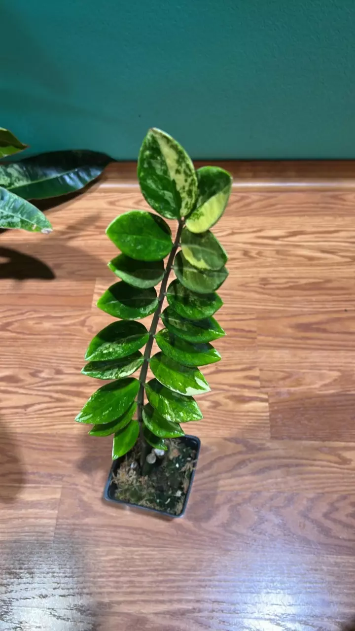 ZZ Aurea Variegated 0406 thumbnail