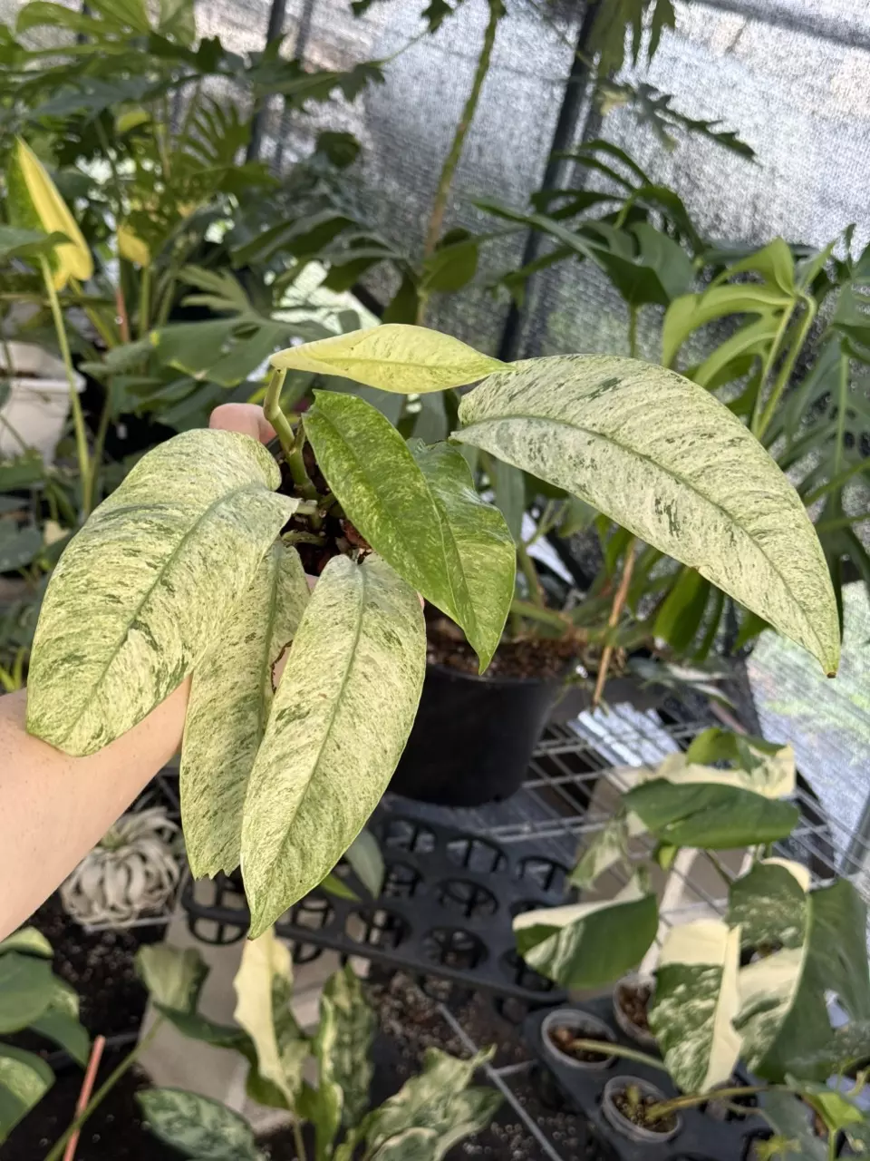 0191 Rhaph. Gorllian Var. thumbnail