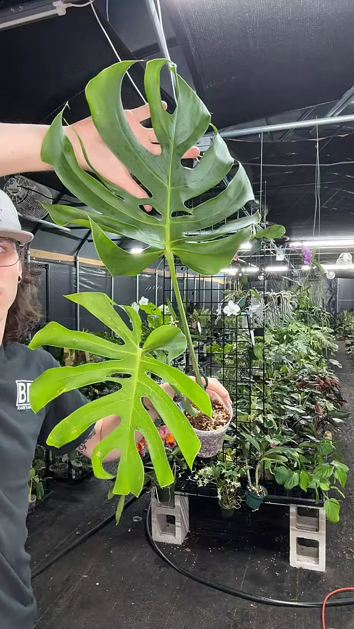 monstera Deliciosa bumpy petiole (lightly rooted, can hold) thumbnail